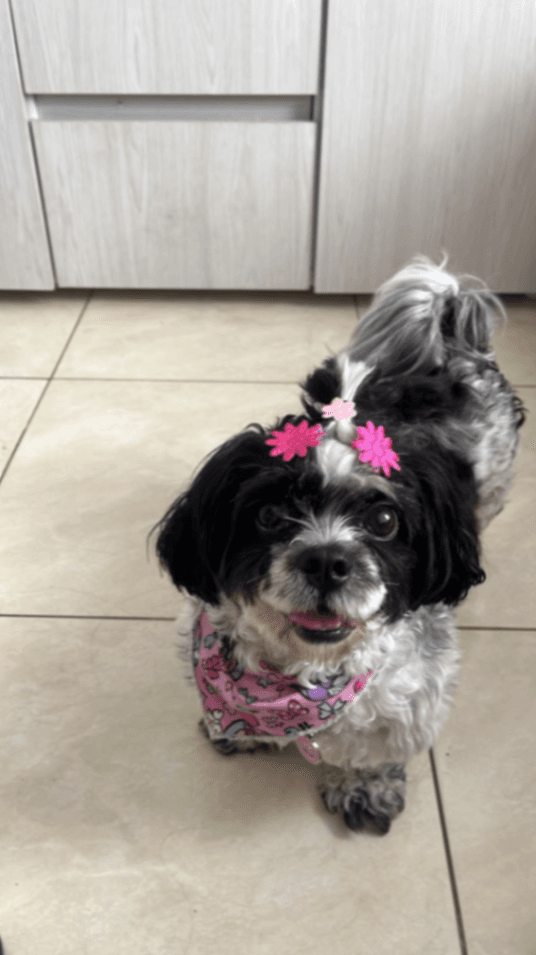 Foto de Tequila — mascota perdida (1 de 3)