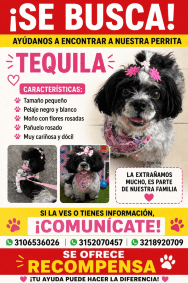 Foto de Tequila — mascota perdida (2 de 3)