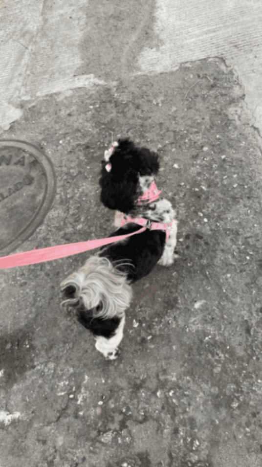 Foto de Tequila — mascota perdida (3 de 3)