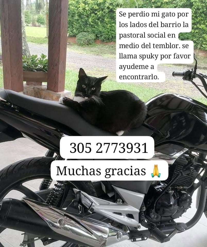 Foto de Spuky (gata perdida)