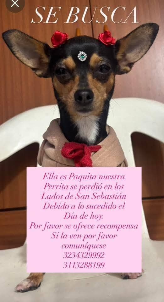 Foto de Paquita (perro perdido)