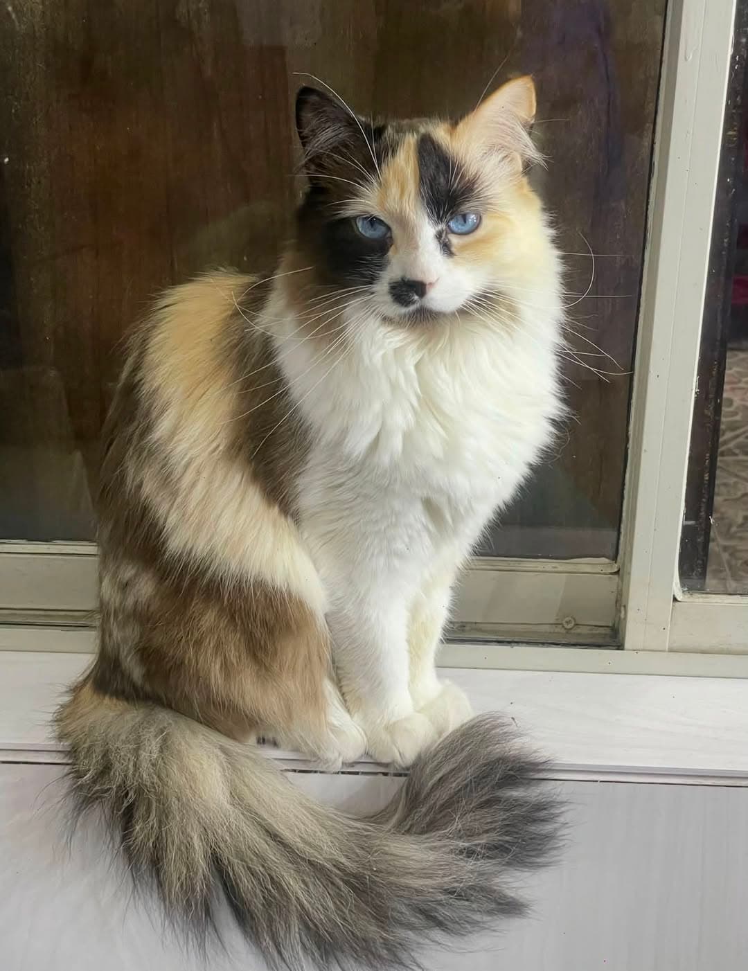 Foto de Mila (gata perdida)