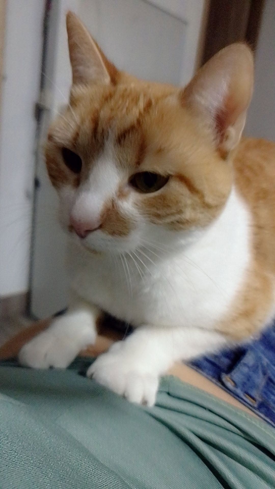 Foto de Mona (gata perdida)