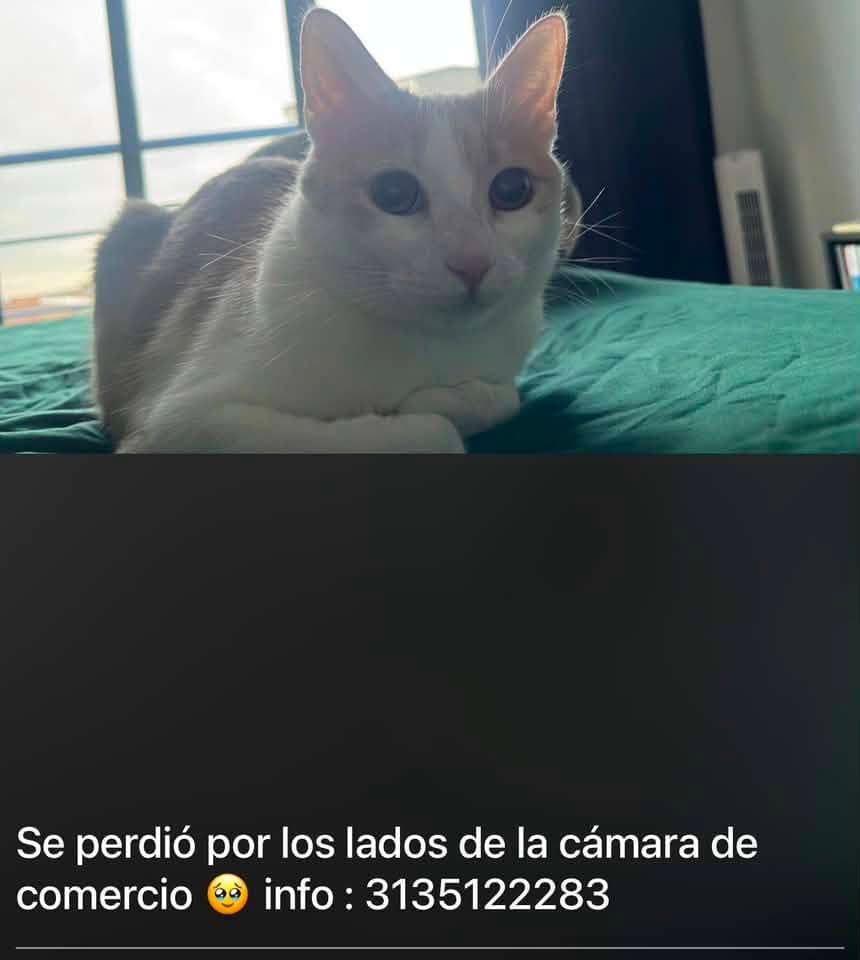 Foto de Cleo (gata perdida)