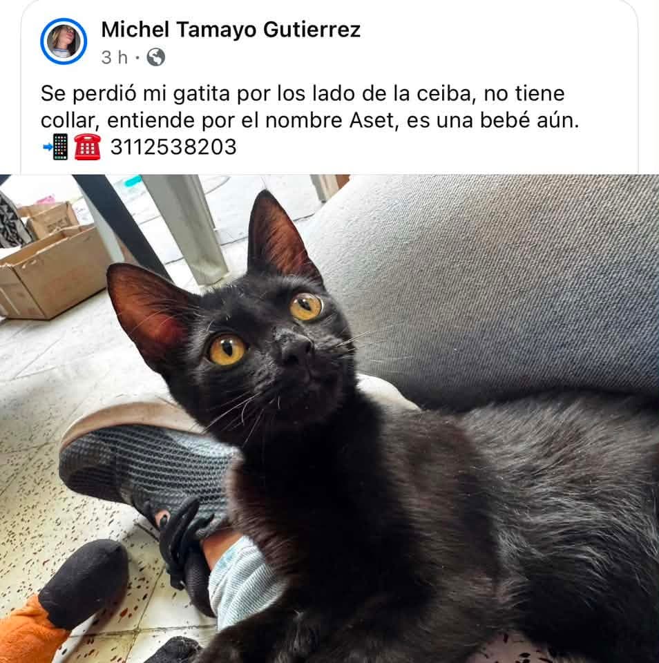 Foto de Aset (gata perdida)