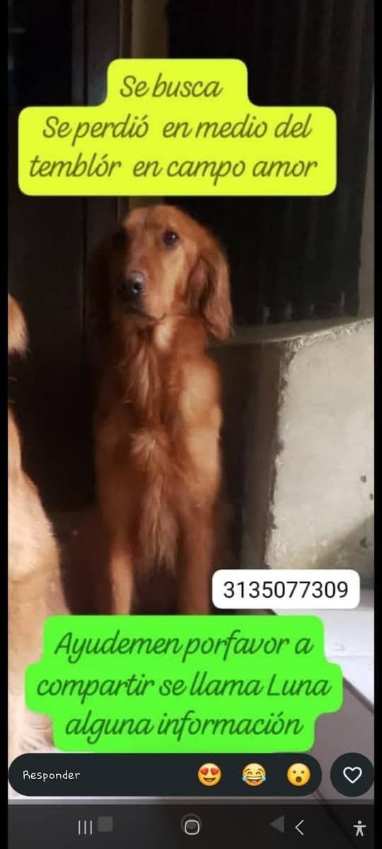 Foto de Luna (perro perdido)