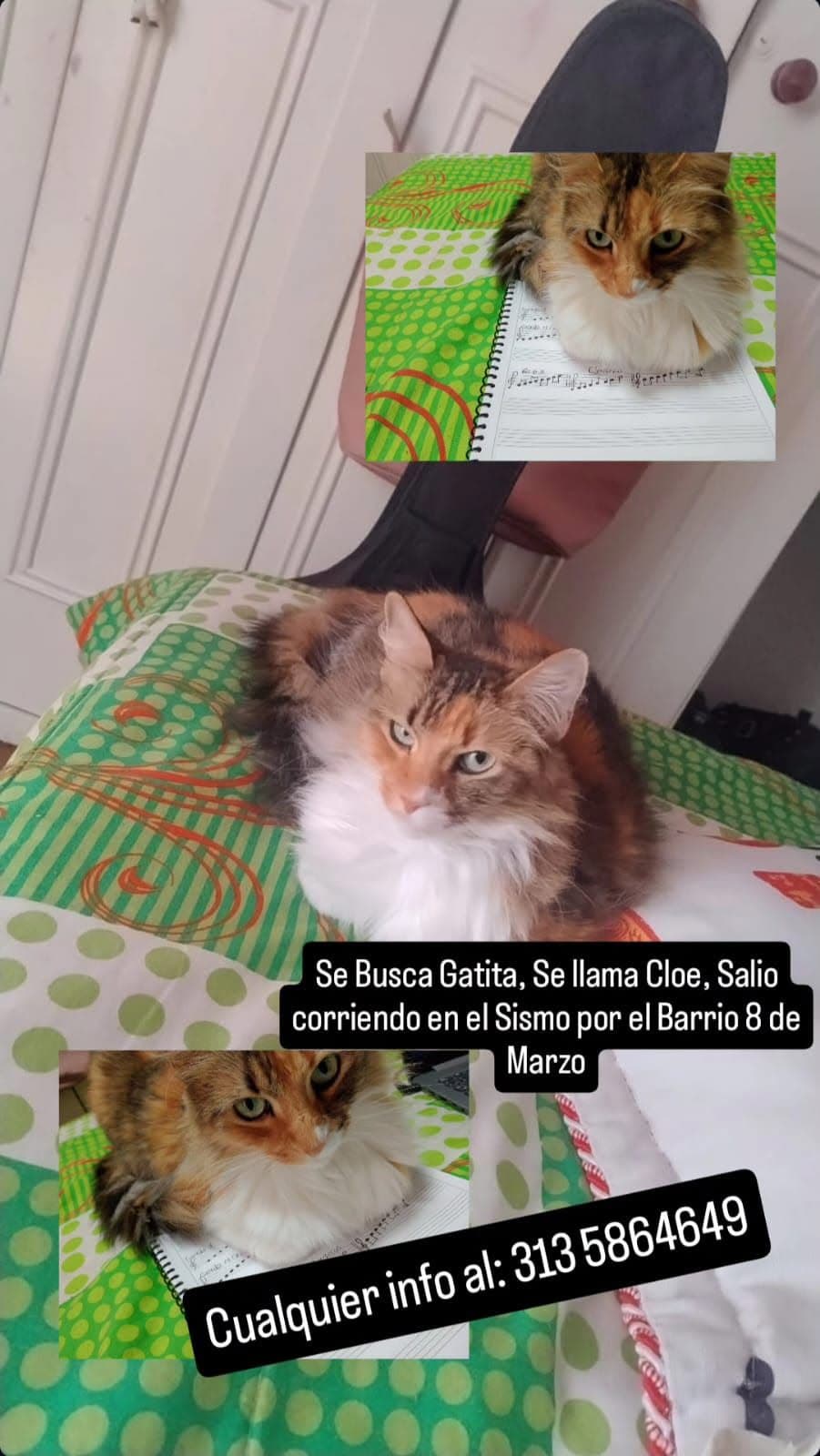 Foto de Cloe (gata perdida)