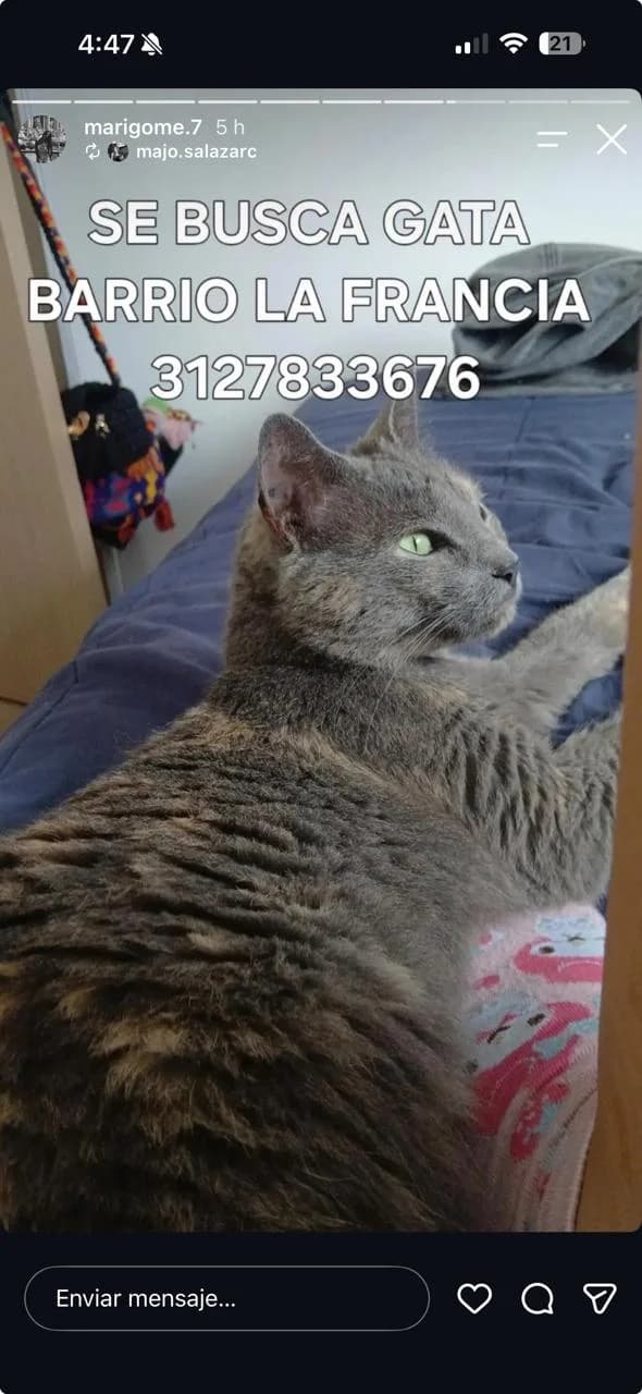 Foto de Gato Gris — mascota perdida