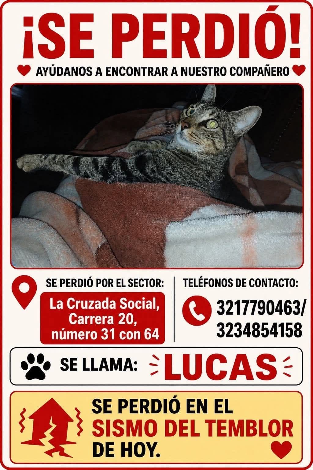 Foto de Lucas (gata perdida)