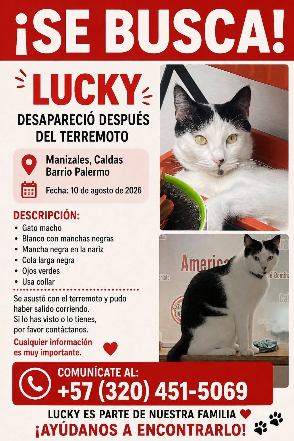 Foto de Lucky (gata perdida)