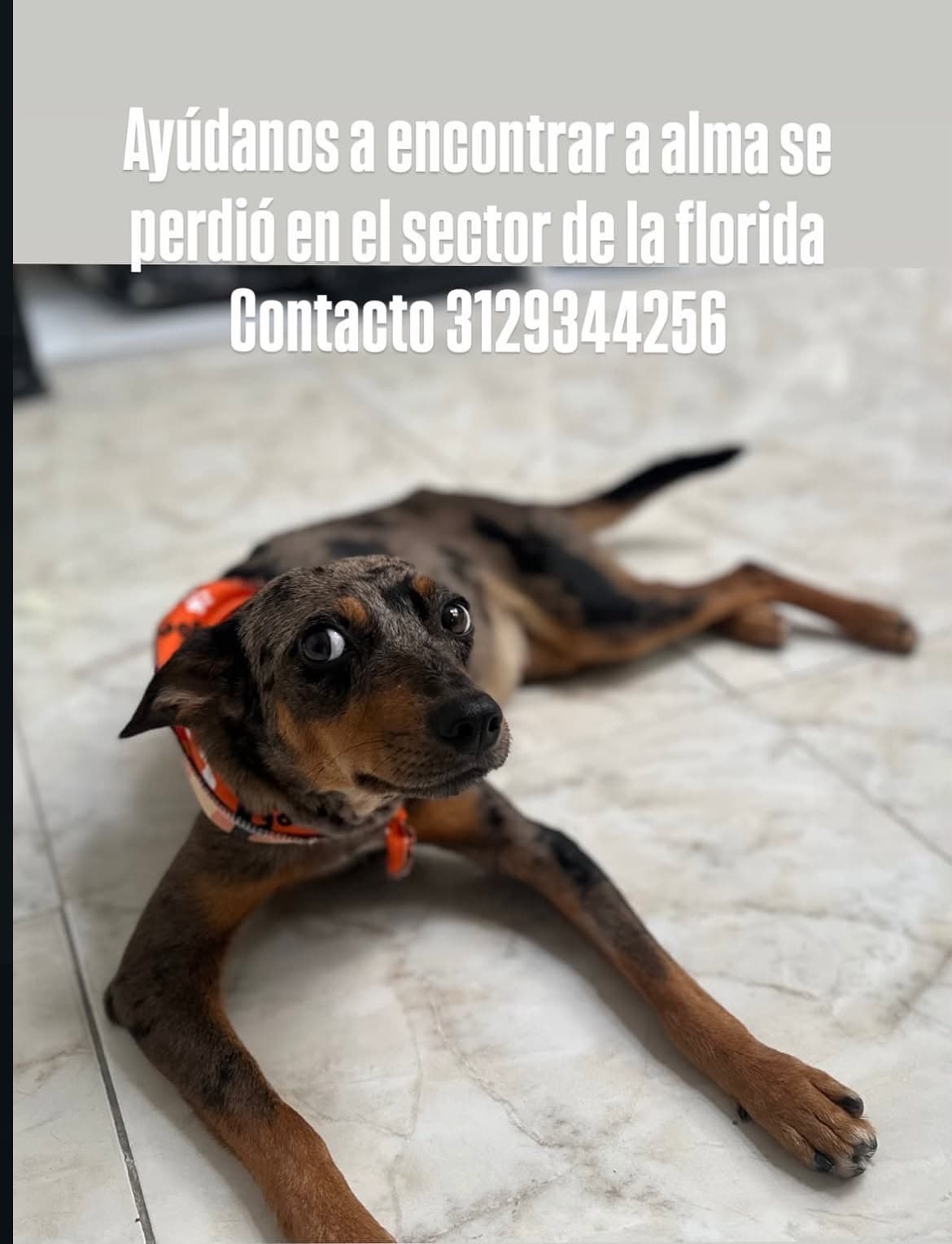Foto de Alma (perro perdido)