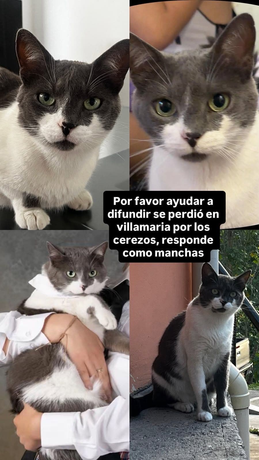 Foto de Manchas (gata perdida)