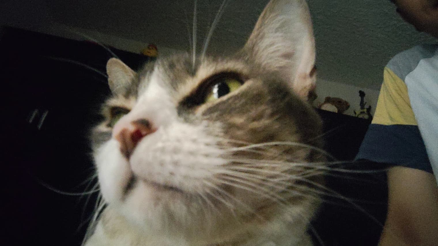 Foto de Lulo — mascota perdida (1 de 3)