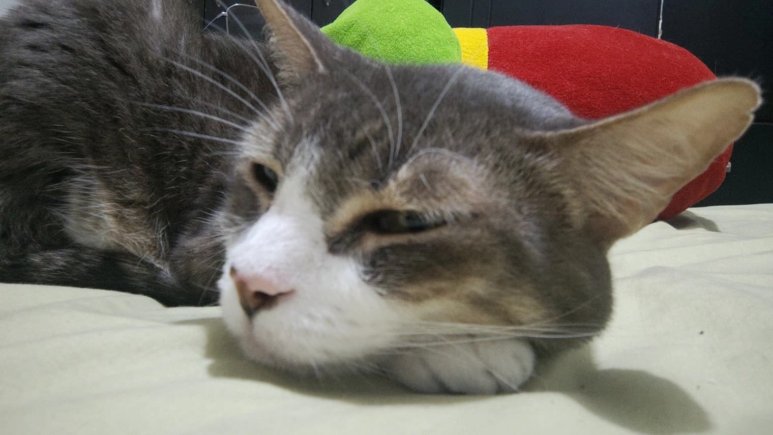 Foto de Lulo — mascota perdida (2 de 3)