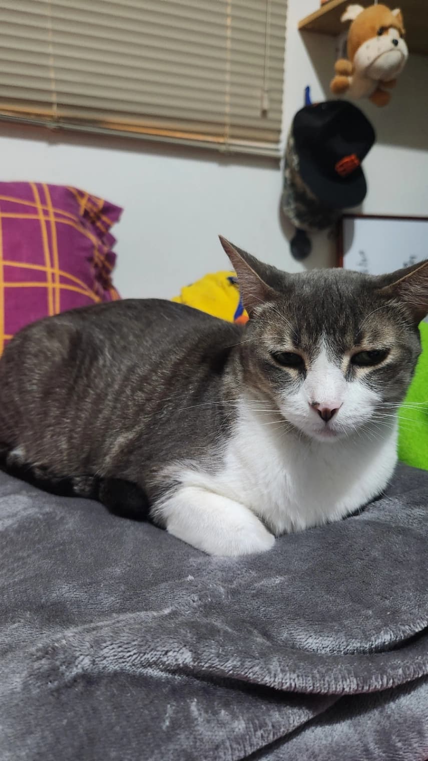 Foto de Lulo — mascota perdida (3 de 3)
