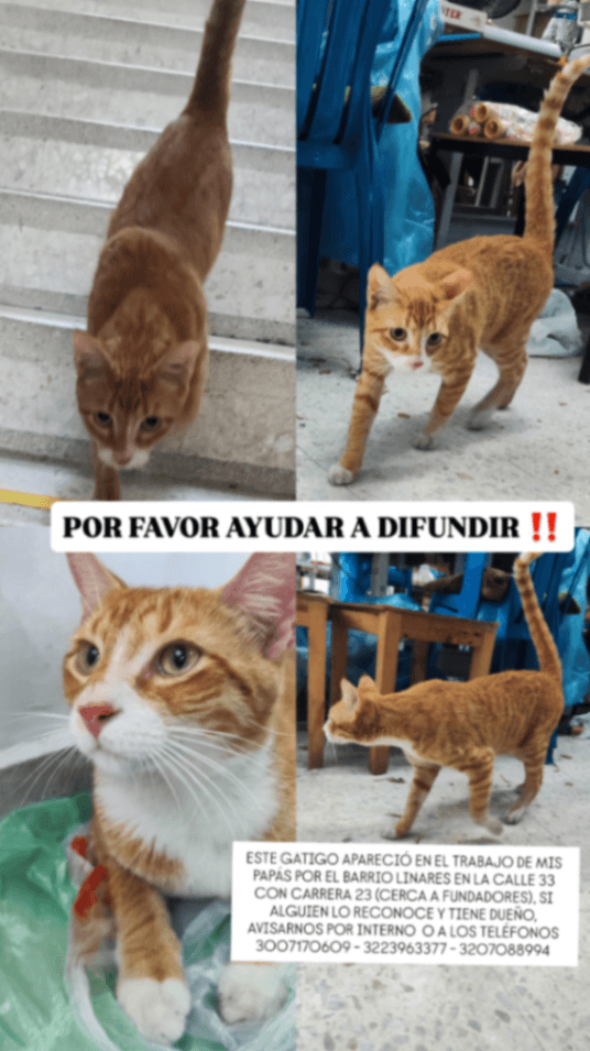 Foto de Mascota encontrada (1 de 5)