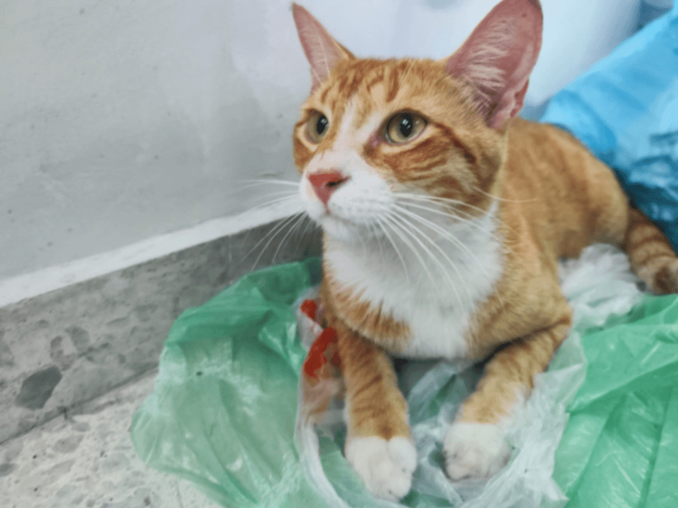 Foto de Mascota encontrada (2 de 5)