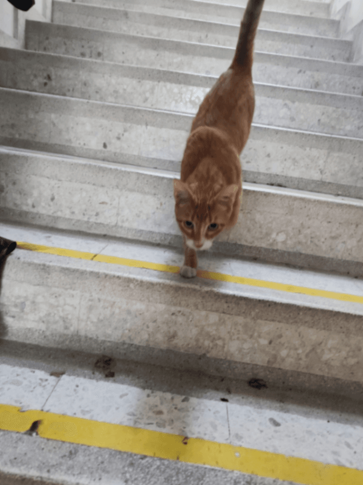 Foto de Mascota encontrada (3 de 5)