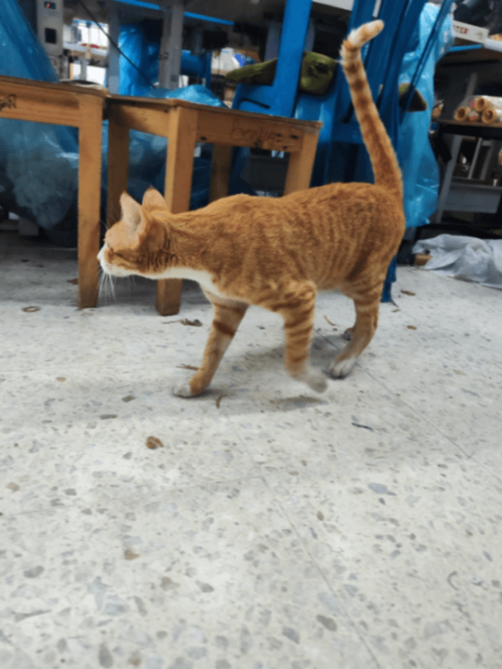 Foto de Mascota encontrada (4 de 5)