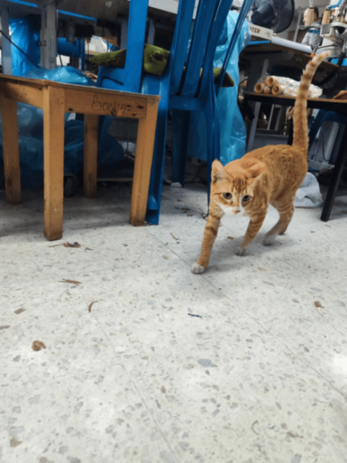 Foto de Mascota encontrada (5 de 5)