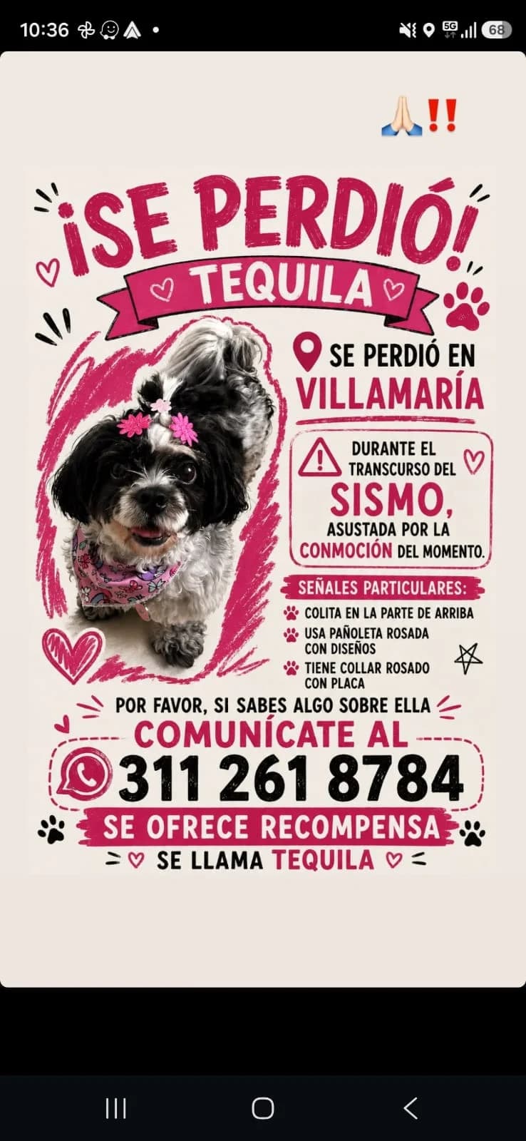 Foto de TEQUILA — mascota perdida