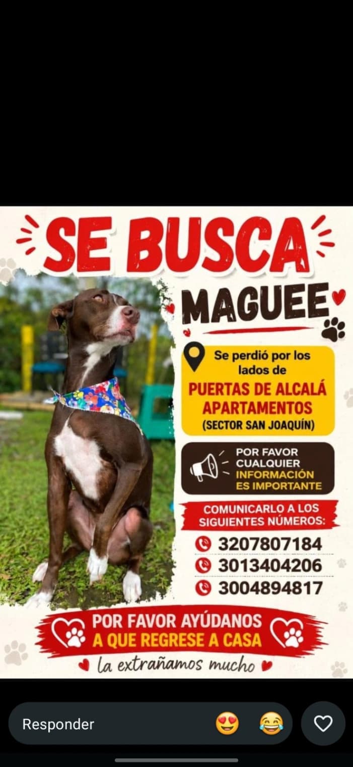 Foto de Maguee — mascota perdida