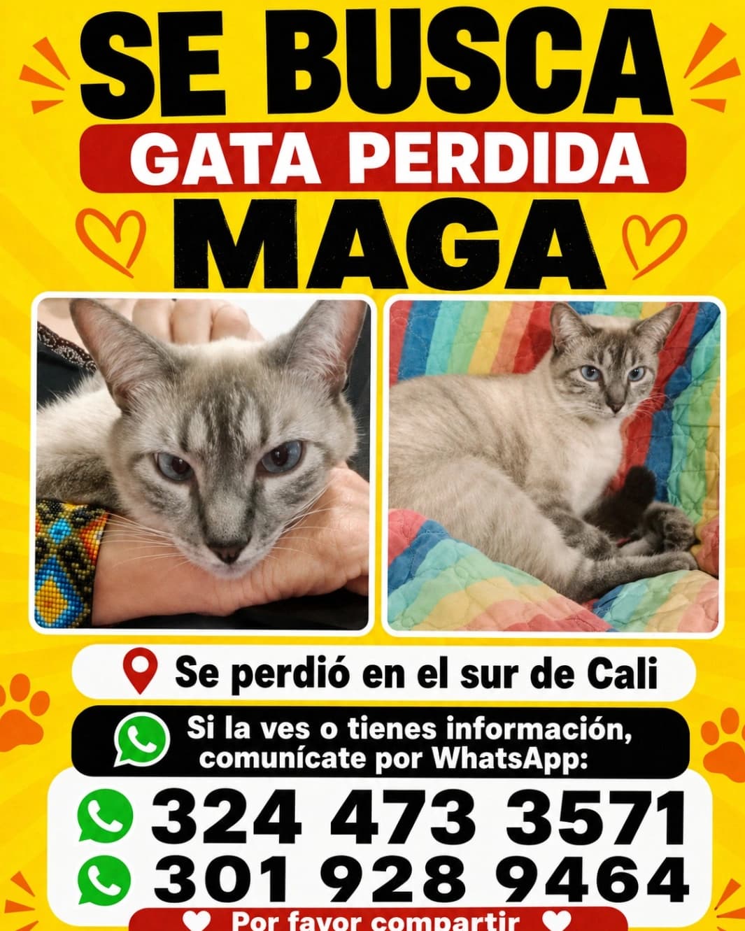 Foto de Maga — mascota perdida (1 de 2)