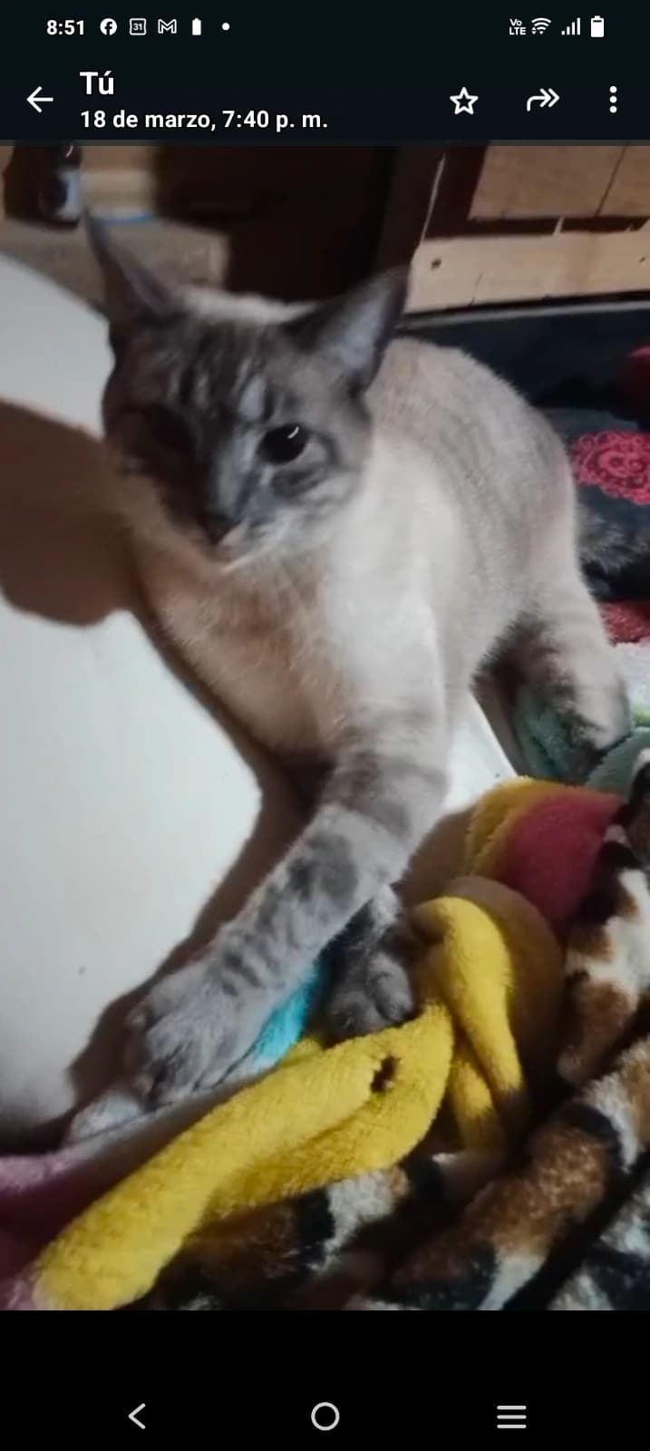 Foto de Maga — mascota perdida (2 de 2)