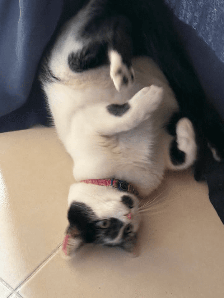 Foto de Willy — mascota perdida (1 de 6)
