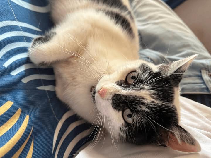 Foto de Willy — mascota perdida (2 de 6)