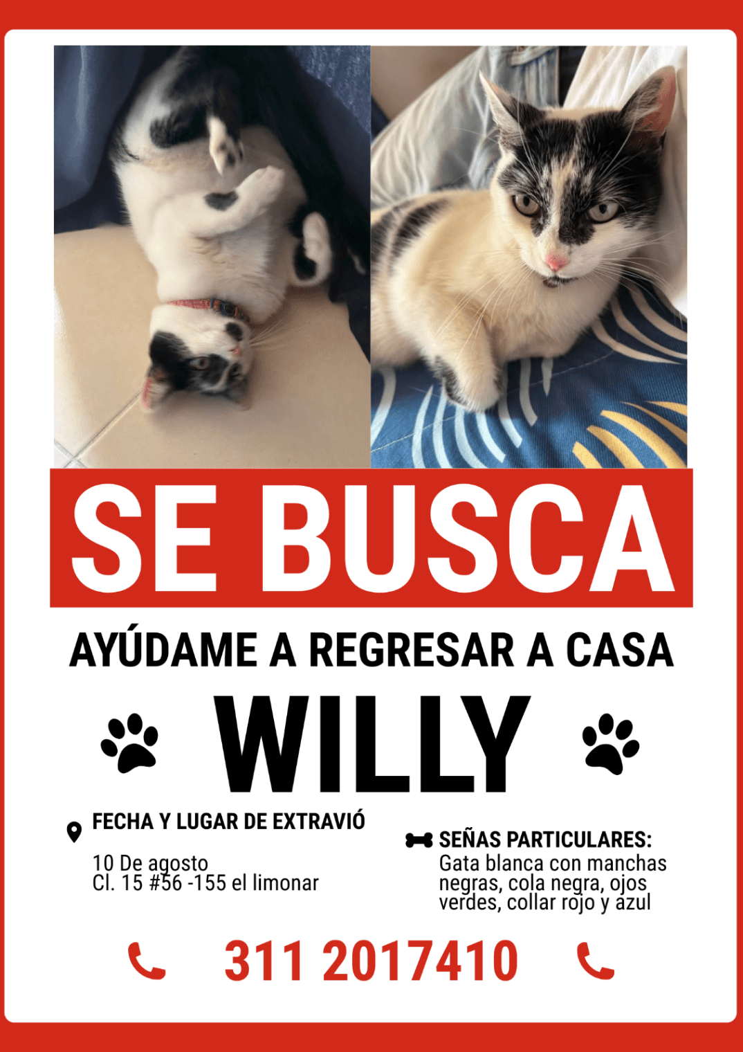 Foto de Willy — mascota perdida (3 de 6)