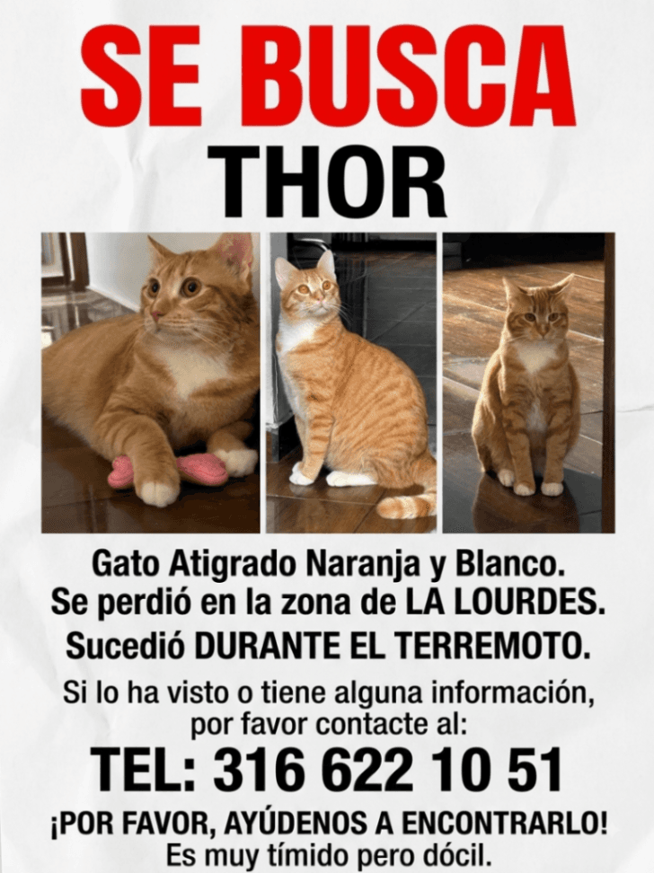 Foto de Thor — mascota perdida