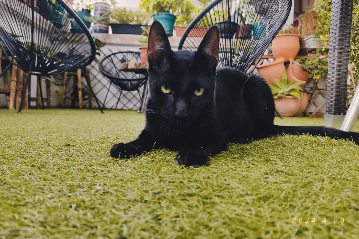 Foto de Luca Damiano — mascota perdida (1 de 5)