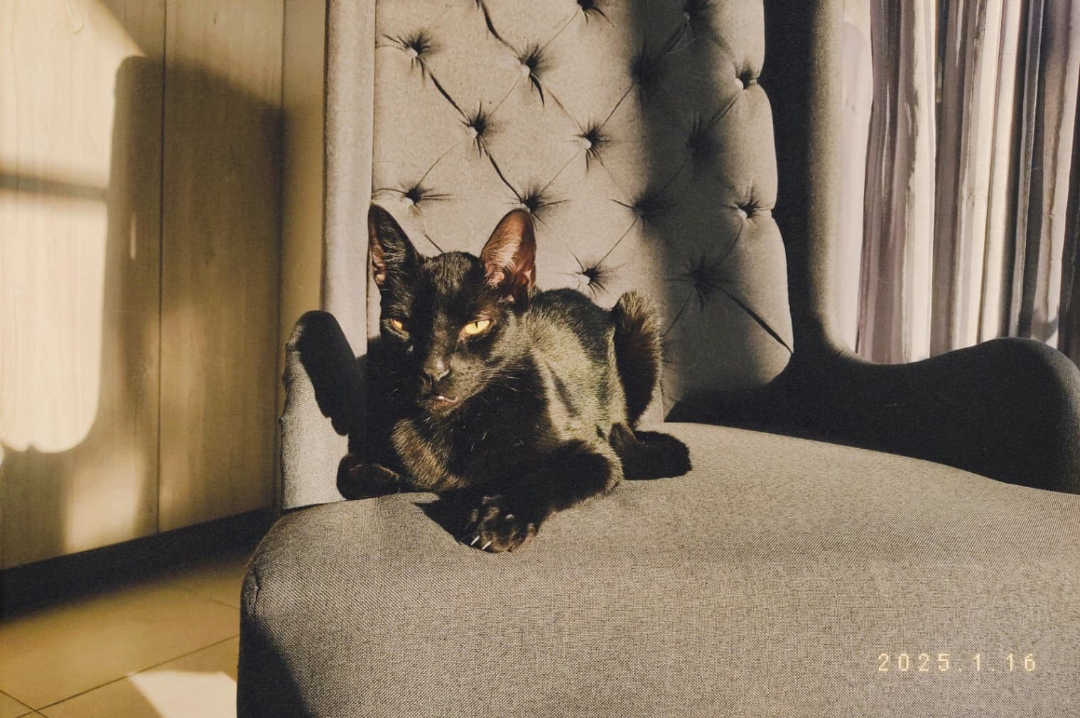 Foto de Luca Damiano — mascota perdida (2 de 5)