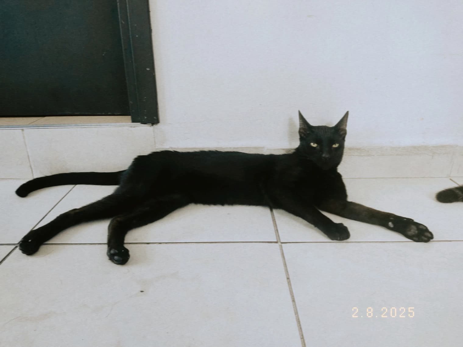 Foto de Luca Damiano — mascota perdida (3 de 5)
