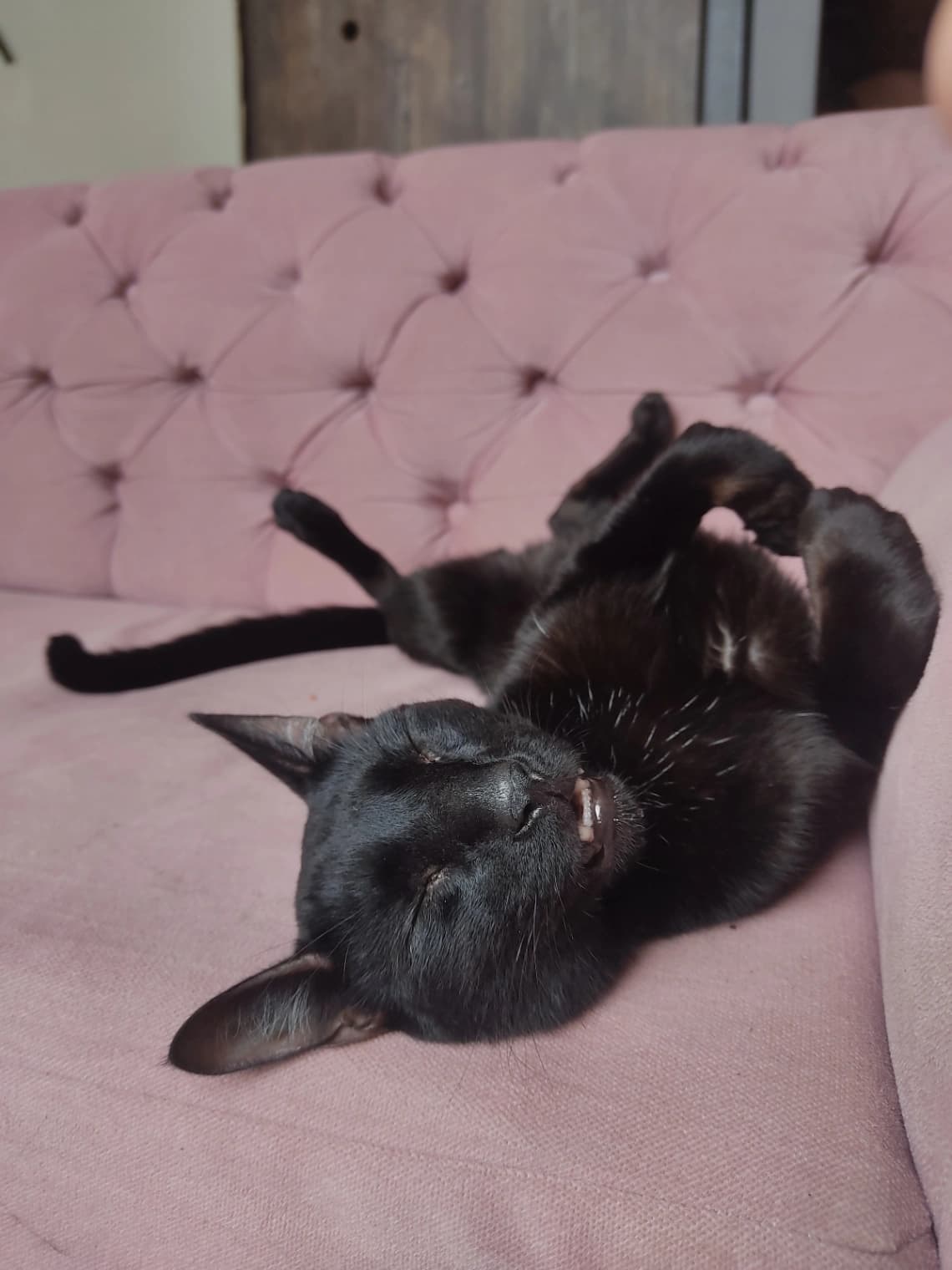 Foto de Luca Damiano — mascota perdida (4 de 5)