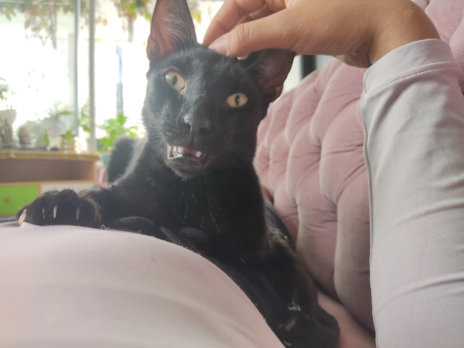 Foto de Luca Damiano — mascota perdida (5 de 5)