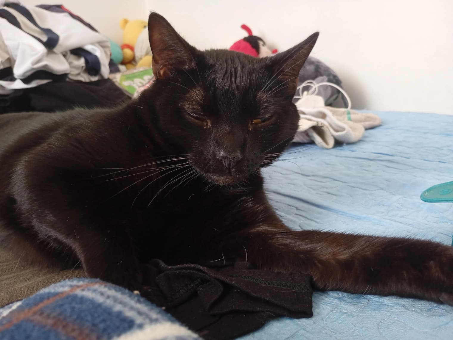 Foto de Vladímir — mascota perdida
