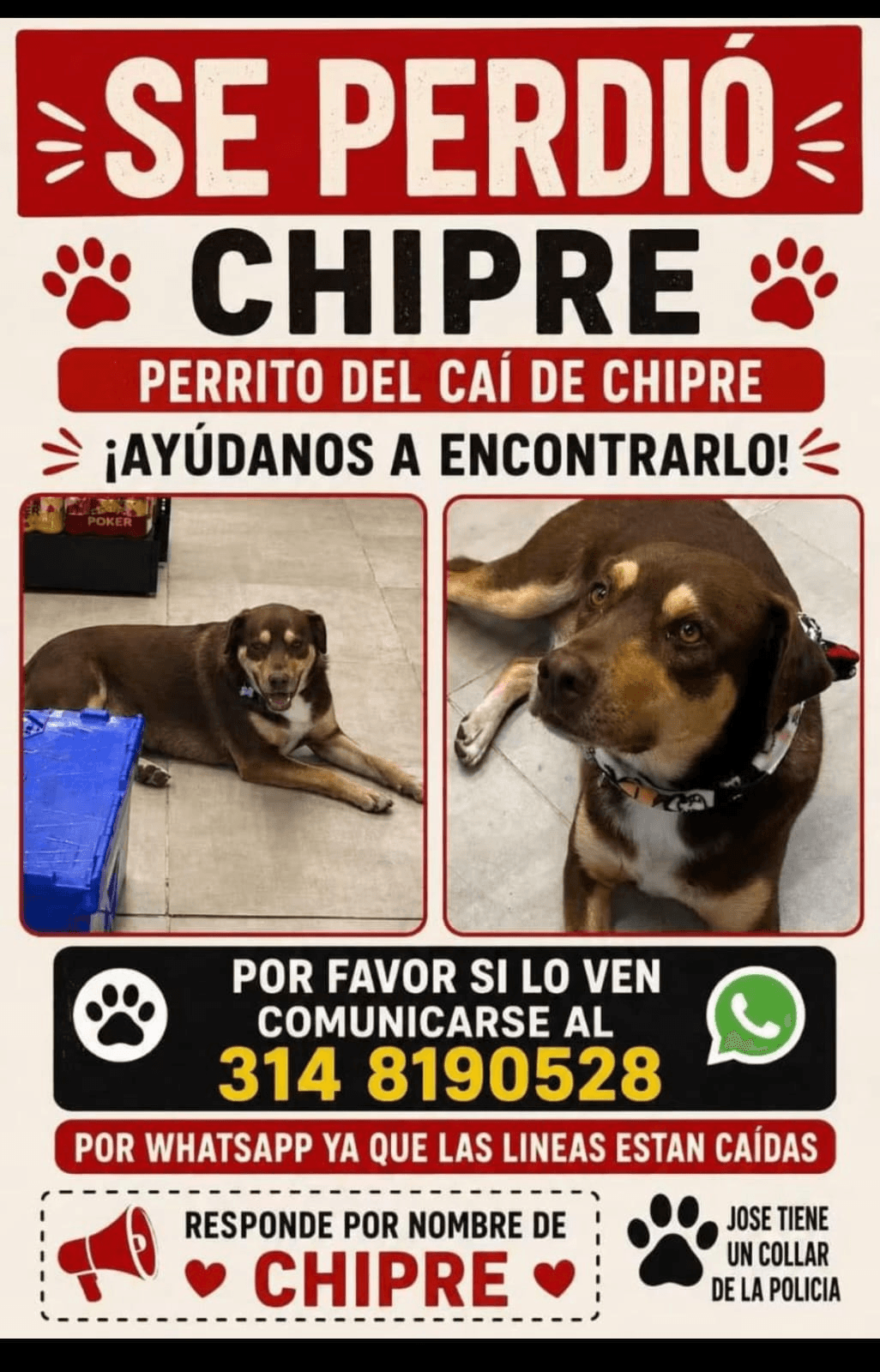 Foto de JOSE — mascota perdida