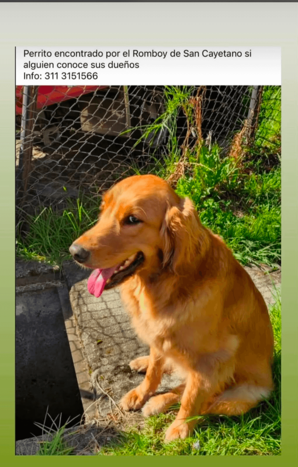 Foto de Mascota encontrada