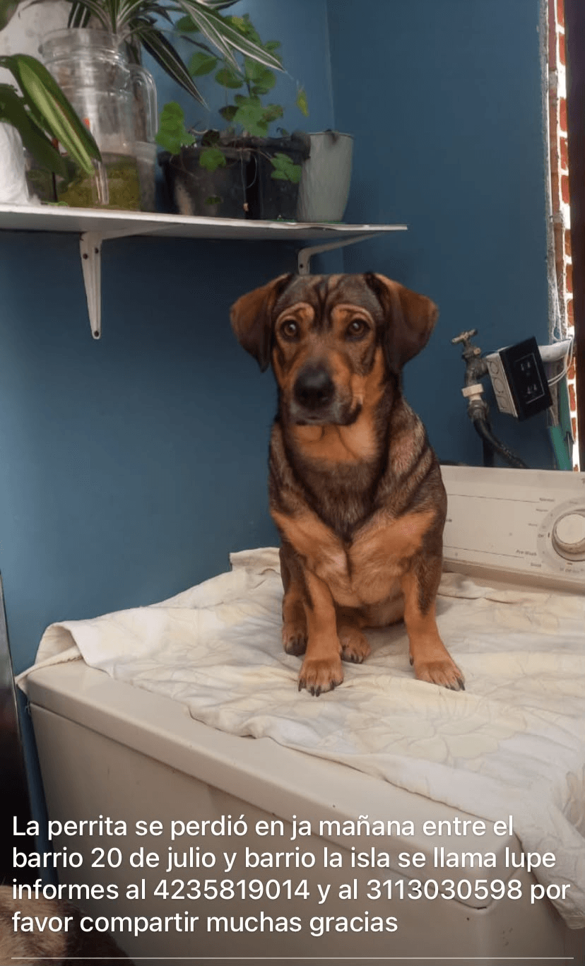 Foto de LUPE — mascota perdida