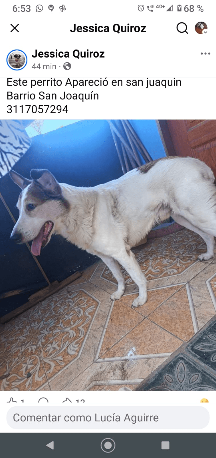 Foto de Mascota encontrada