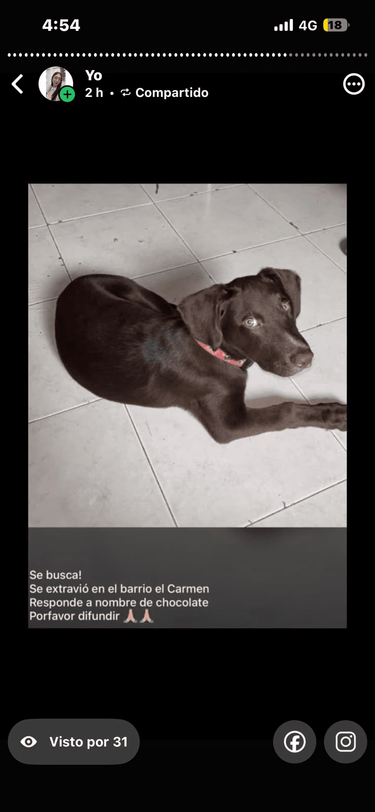 Foto de CHOCOLATE — mascota perdida