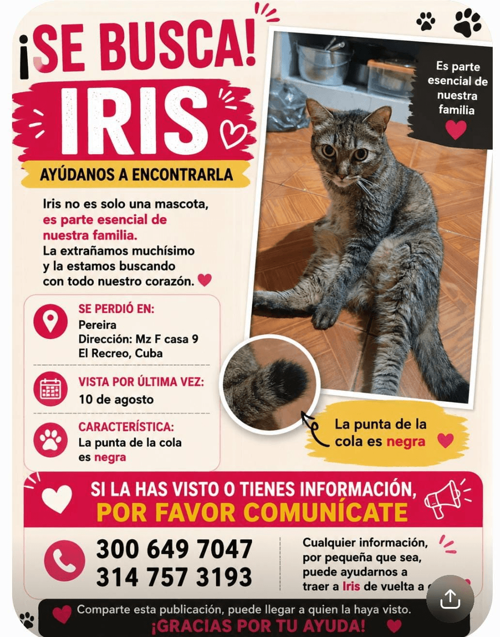 Foto de IRIS — mascota perdida