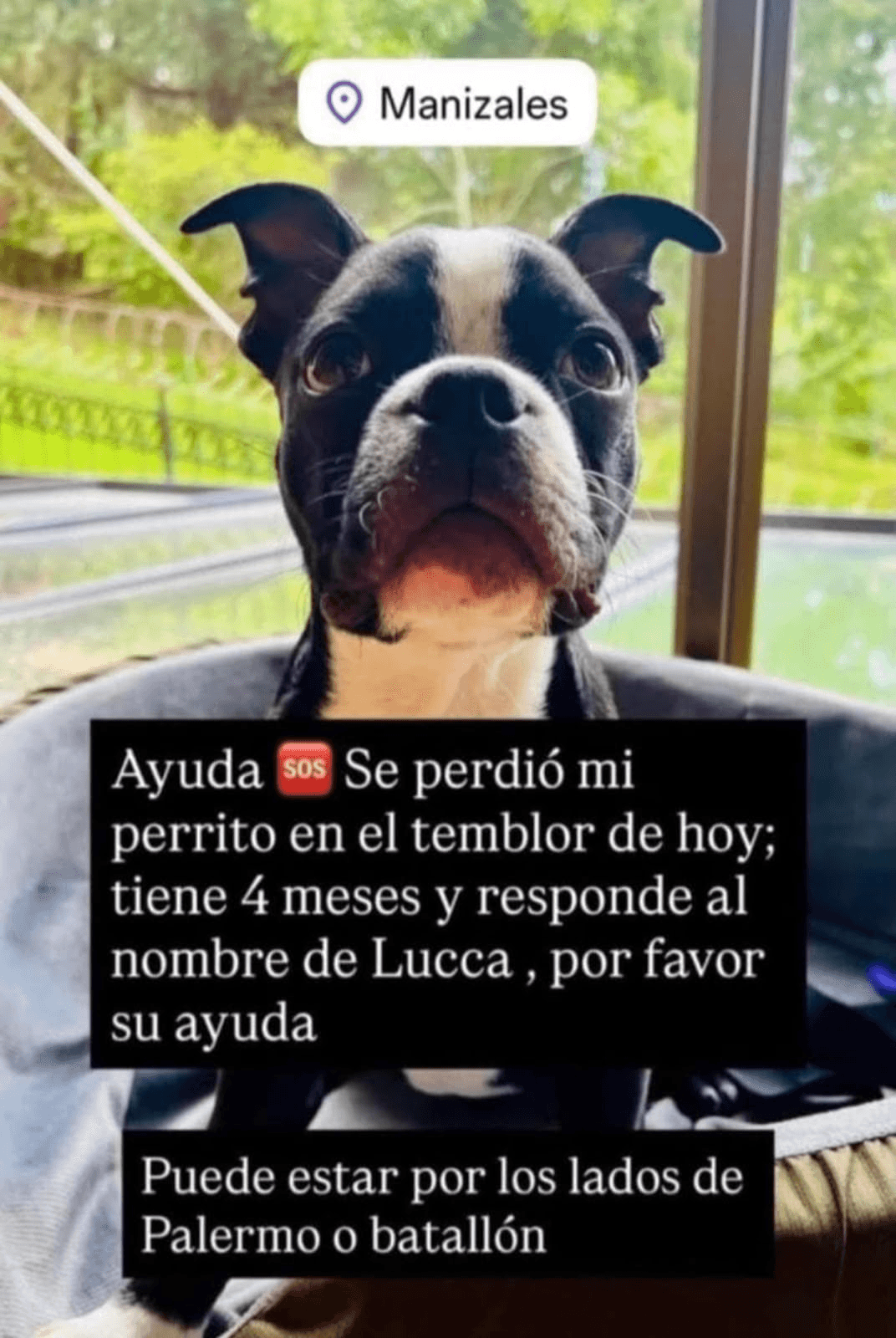 Foto de LUCCA — mascota perdida