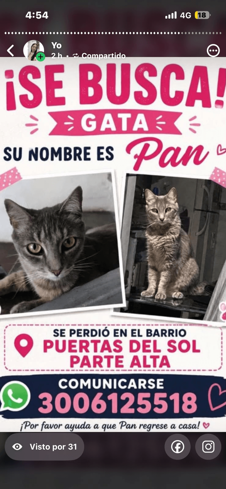 Foto de PAN — mascota perdida