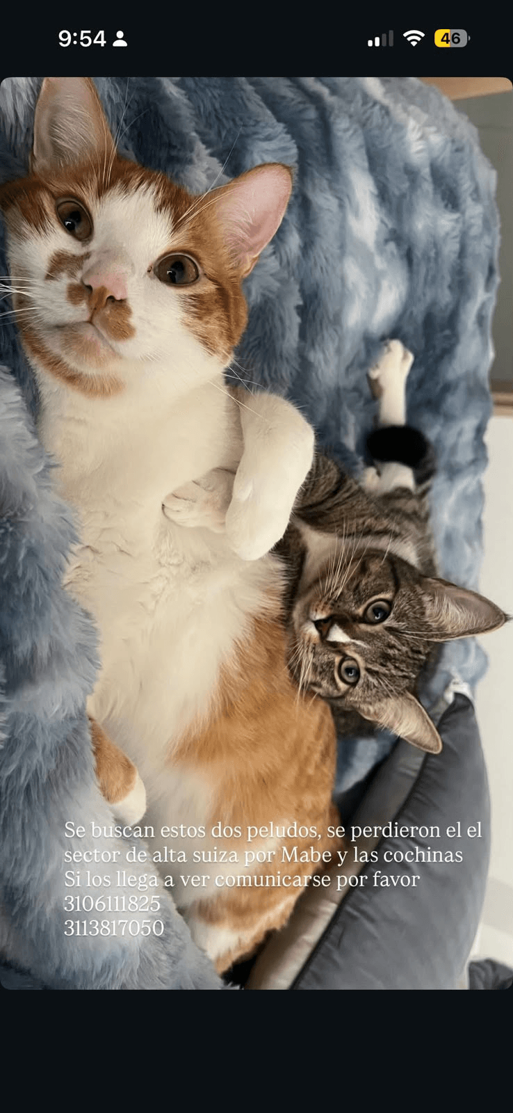 Foto de Gatos — mascota perdida