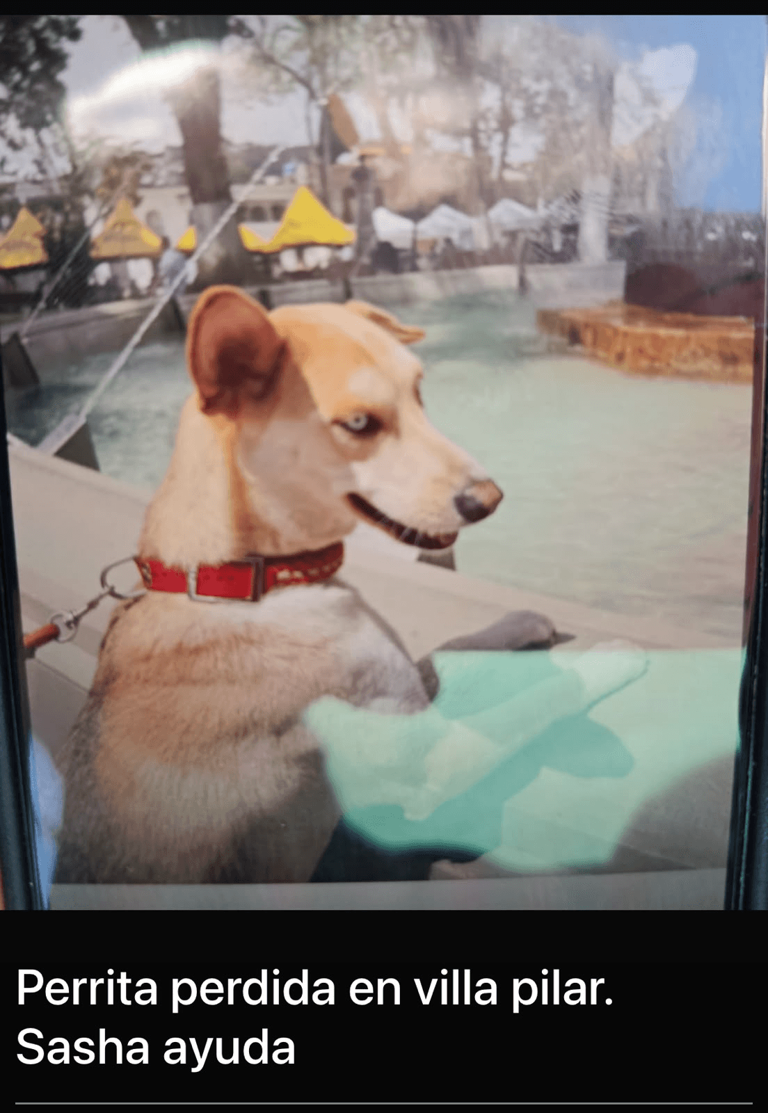 Foto de SASHA — mascota perdida