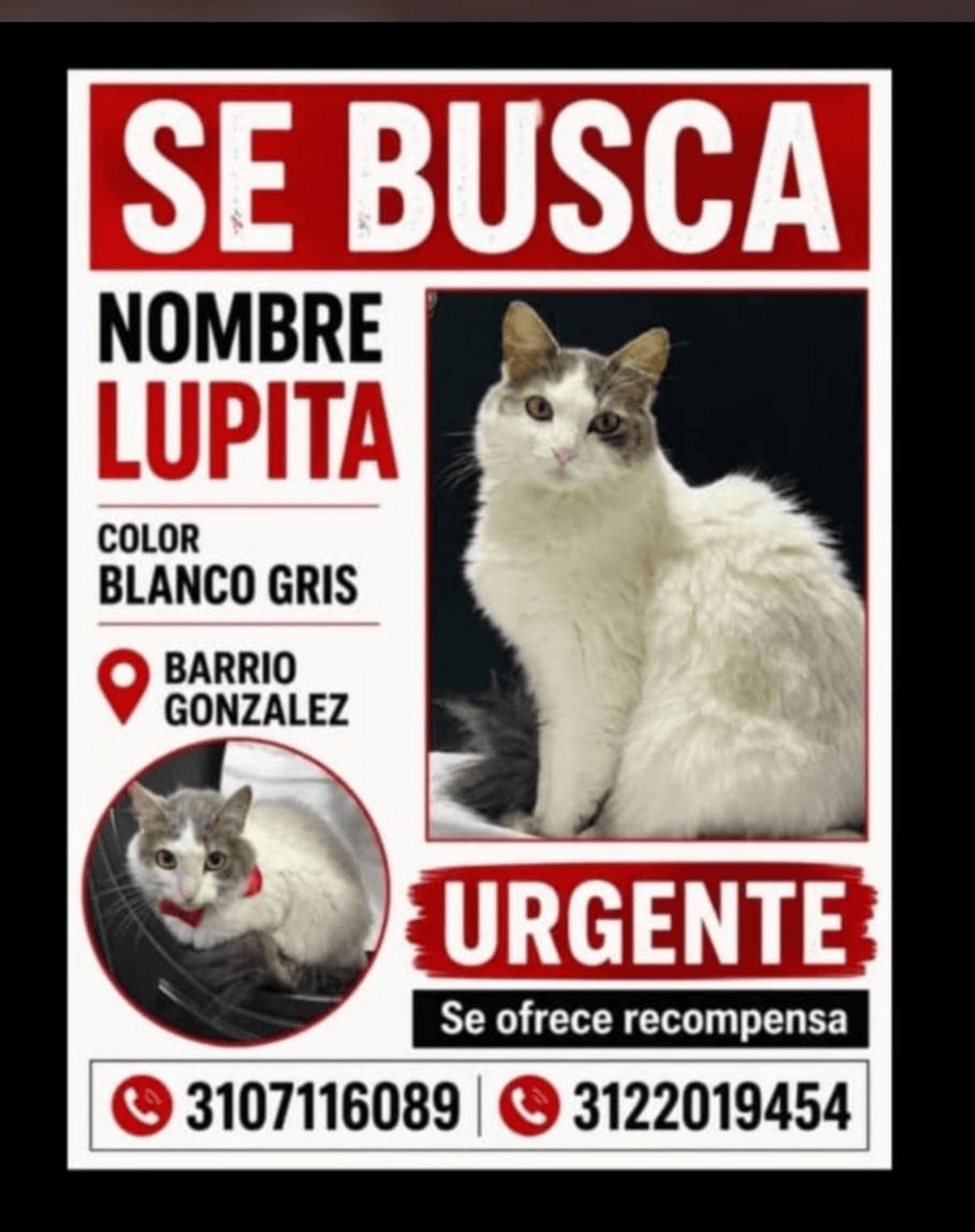 Foto de LUPITA — mascota perdida
