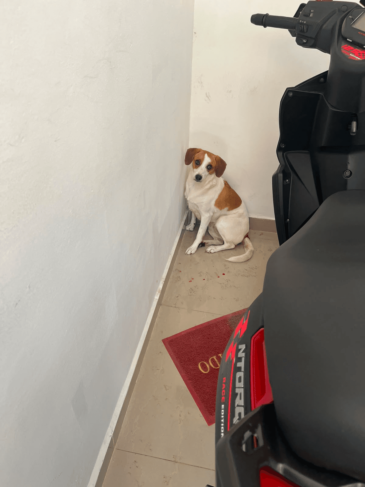 Foto de Mascota encontrada
